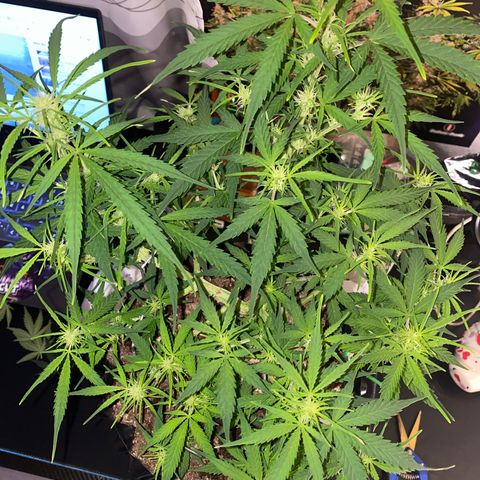 French Macaron growlog timeline photo