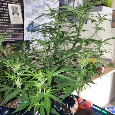 French Macaron growlog timeline photo