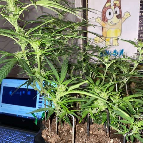 French Macaron growlog timeline photo