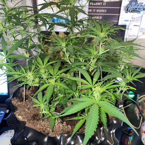 French Macaron growlog timeline photo