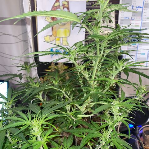 French Macaron growlog timeline photo