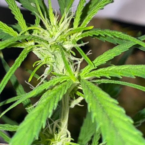 French Macaron growlog timeline photo