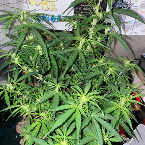 French Macaron growlog timeline photo