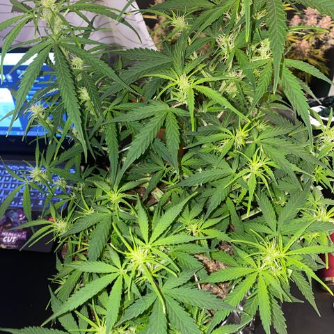 French Macaron growlog timeline photo