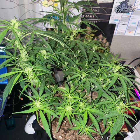 French Macaron growlog timeline photo