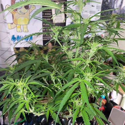 French Macaron growlog timeline photo