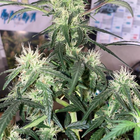 Red Mimosa XL Auto growlog timeline photo
