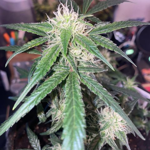 Red Mimosa XL Auto growlog timeline photo