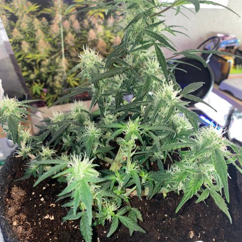 Red Mimosa XL Auto growlog timeline photo