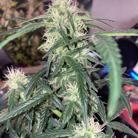 Red Mimosa XL Auto growlog timeline photo