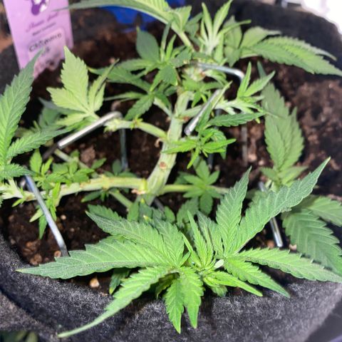 Chimera Cut growlog timeline photo