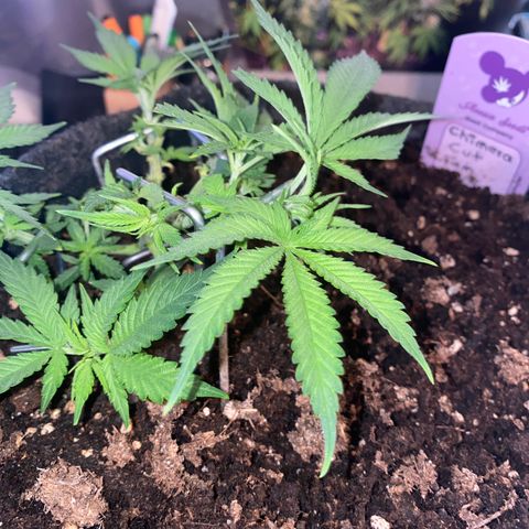 Chimera Cut growlog timeline photo