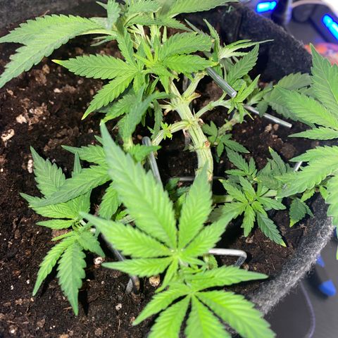 Chimera Cut growlog timeline photo