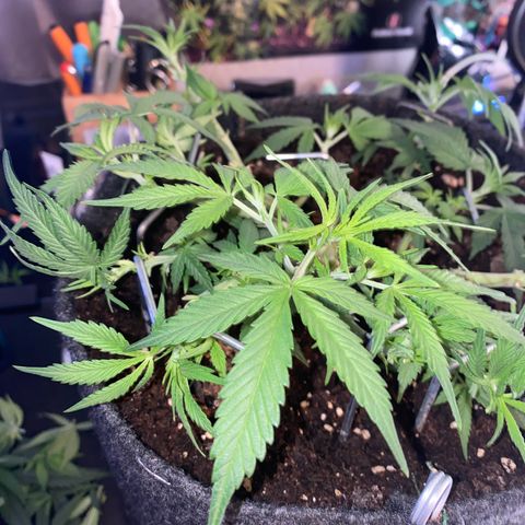 Jealousy Z XL growlog timeline photo