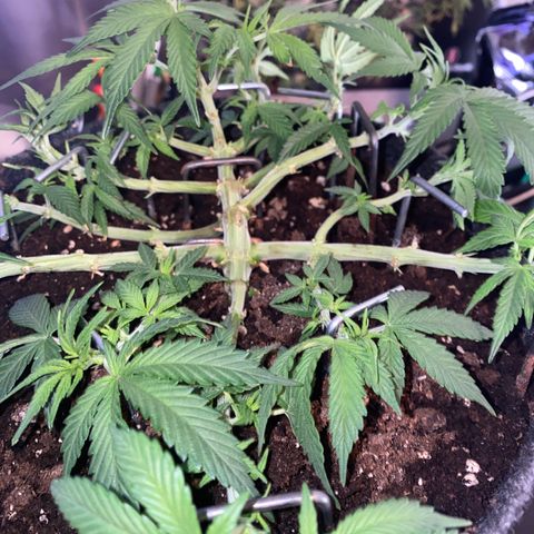 Jealousy Z XL growlog timeline photo