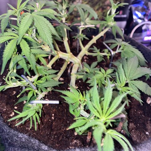 Jealousy Z XL growlog timeline photo