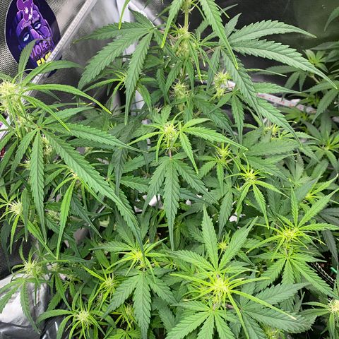 French Macaron growlog timeline photo