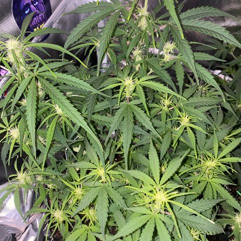 French Macaron growlog timeline photo