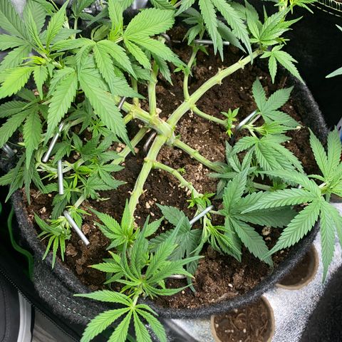 Jealousy Z XL growlog timeline photo