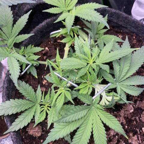 Chimera Cut growlog timeline photo