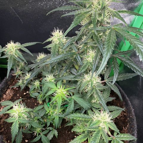 Red Mimosa XL Auto growlog timeline photo