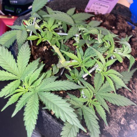 Chimera Cut growlog timeline photo