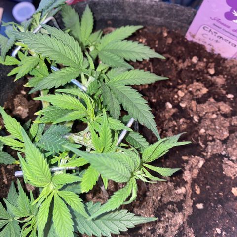 Chimera Cut growlog timeline photo