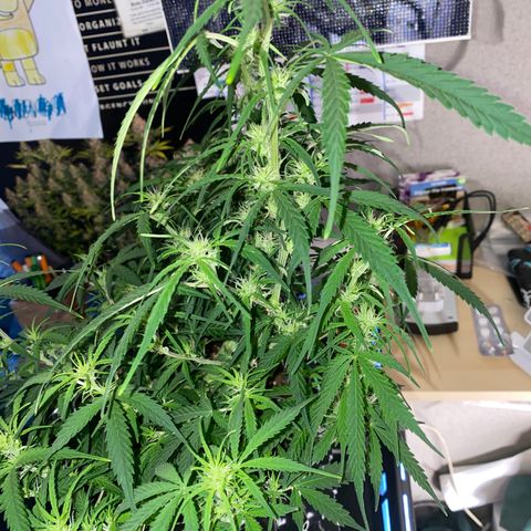 French Macaron growlog timeline photo