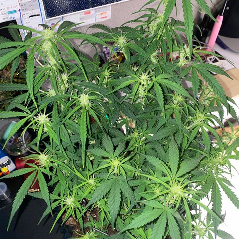 French Macaron growlog timeline photo