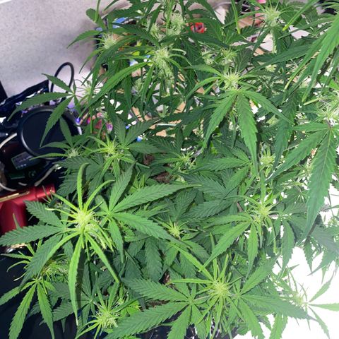 French Macaron growlog timeline photo