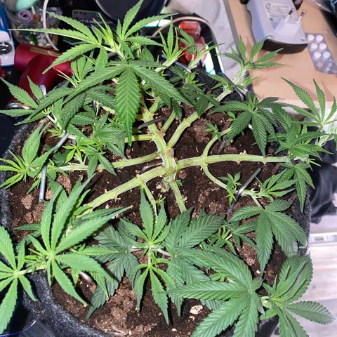 Jealousy Z XL growlog timeline photo