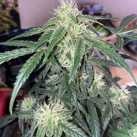 Red Mimosa XL Auto growlog timeline photo