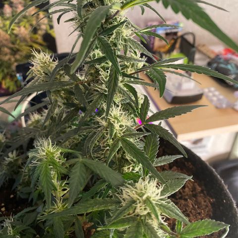 Red Mimosa XL Auto growlog timeline photo