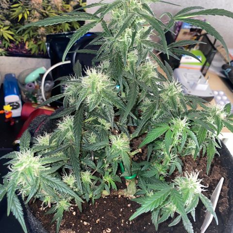 Red Mimosa XL Auto growlog timeline photo