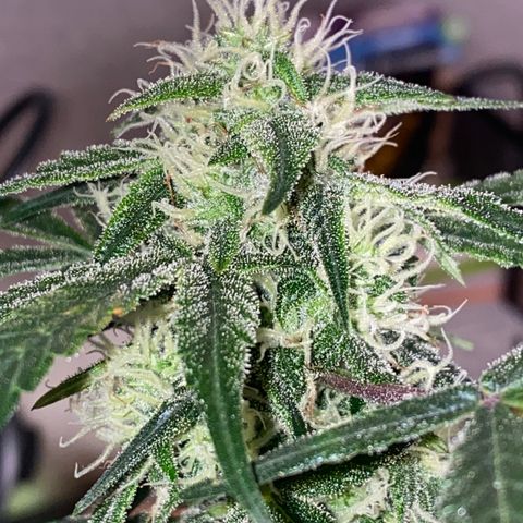 Red Mimosa XL Auto growlog timeline photo