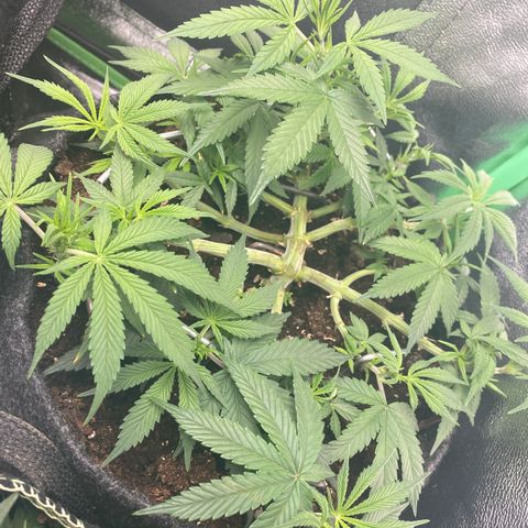 Jealousy Z XL growlog timeline photo