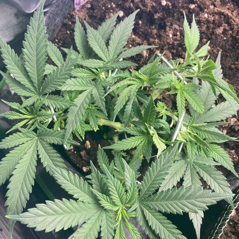 Chimera Cut growlog timeline photo