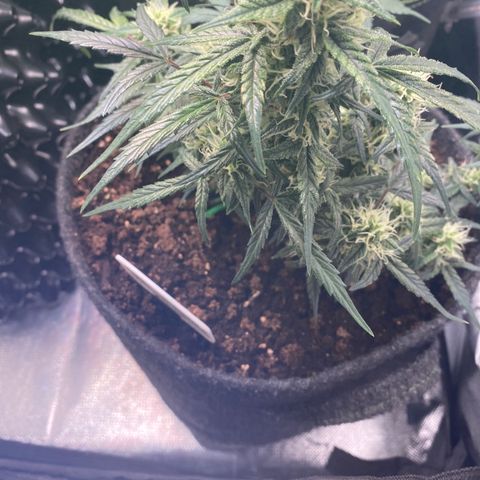Red Mimosa XL Auto growlog timeline photo