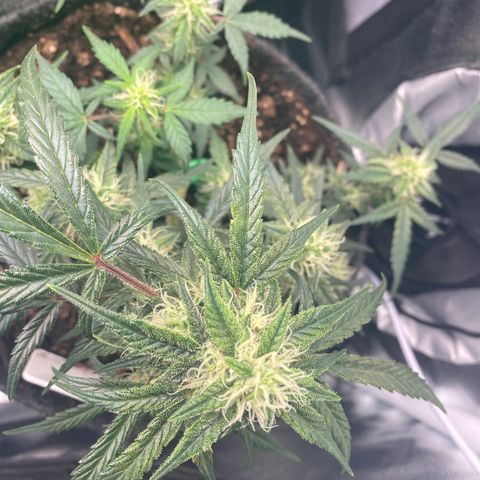 Red Mimosa XL Auto growlog timeline photo
