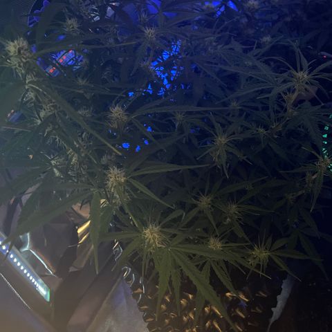 French Macaron growlog timeline photo