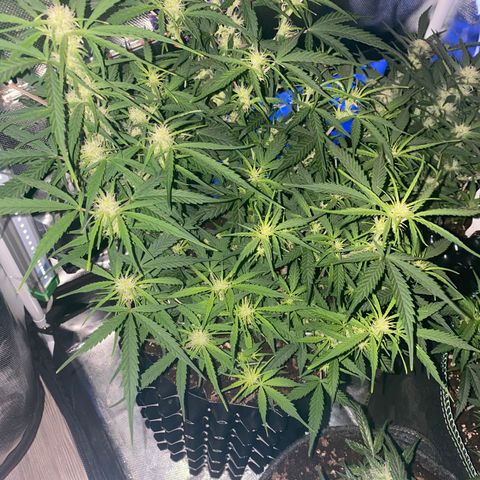 French Macaron growlog timeline photo