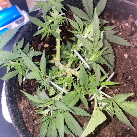 Chimera Cut growlog timeline photo