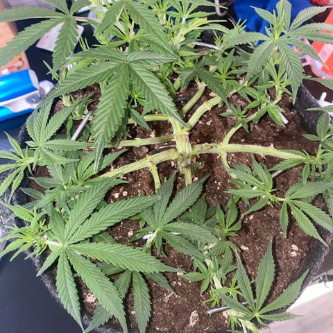 Jealousy Z XL growlog timeline photo