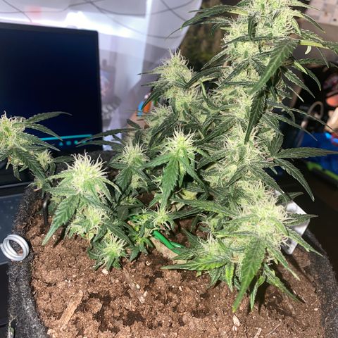 Red Mimosa XL Auto growlog timeline photo