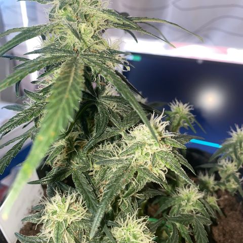 Red Mimosa XL Auto growlog timeline photo
