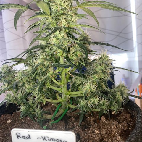 Red Mimosa XL Auto growlog timeline photo