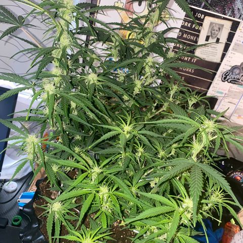 French Macaron growlog timeline photo