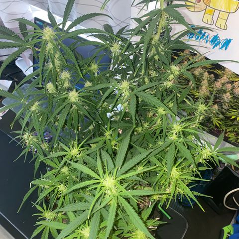 French Macaron growlog timeline photo