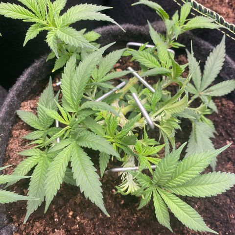 Chimera Cut growlog timeline photo