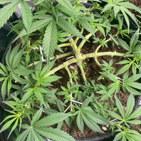 Jealousy Z XL growlog timeline photo